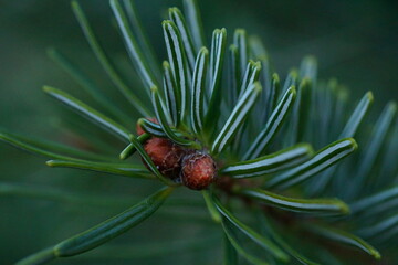 The revival of nature; macro photo of some fir buds and needles
​
