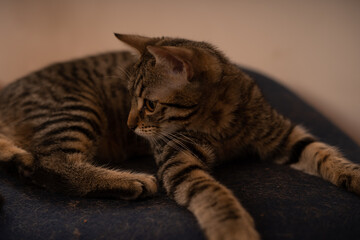 Petit Chaton