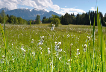 Obraz premium Hopfensee