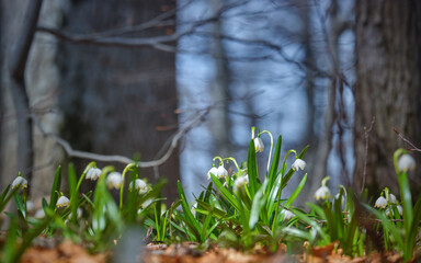 Blossom first spring flowers Leucojum vernum in Carpathian forest