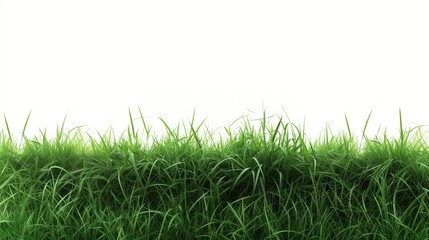 Obraz premium Vibrant Green Grass on White Background - Fresh Nature Scene