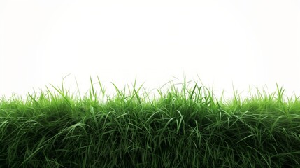 Fototapeta premium Lush Green Grass Blades Against White Background - Fresh and Natural Outdoor Scene