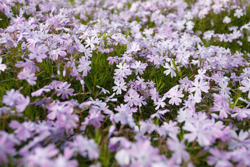Phlox subulate in the spring garden