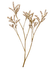 Dried Pressed Caspia Flowers