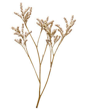 Dried Pressed Caspia Flowers