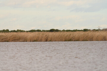 Reed Beds Along the Albufera Valencia Waterfront