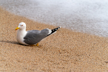 A seagull lies on the sand on the shore of the Mediterranean Sea.