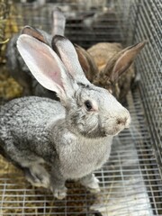 Rabbit with big ears on the farm.