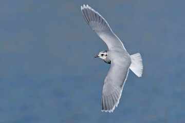 Little gull (Hydrocoloeus minutus or Larus minutus), Crete 