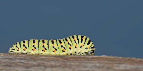 Swallowtail - Papilio machaon larva 