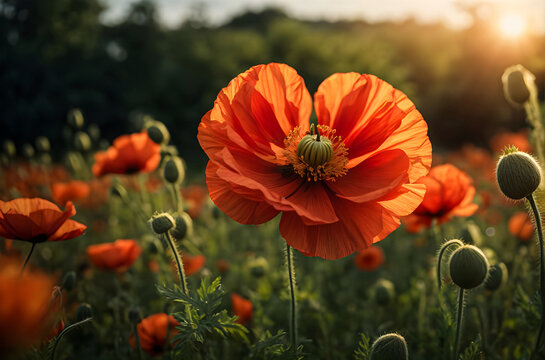 World's Most Beautiful poppies flower on the Field of on a sunset generative ai image.
