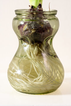 Close-up iof the roots of a hyacinth flower in as glass jar, half-filled with water