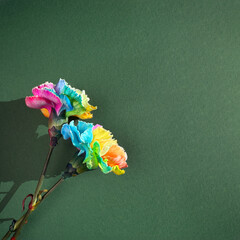 Two rainbow colored carnation flowers with a rainbow ribbon on green paper background with...
