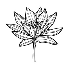 black and white lily