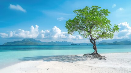 Green mangrove tree on a white sand beach.