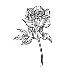 Outline hand drawn rose flower