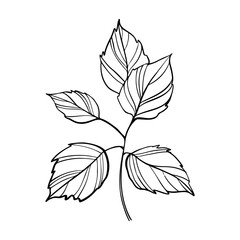 black and white leaves