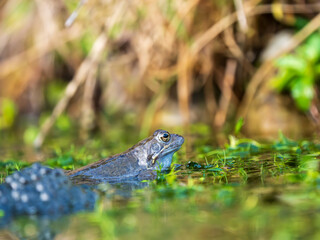 A Frog Sitting in Frogspawn