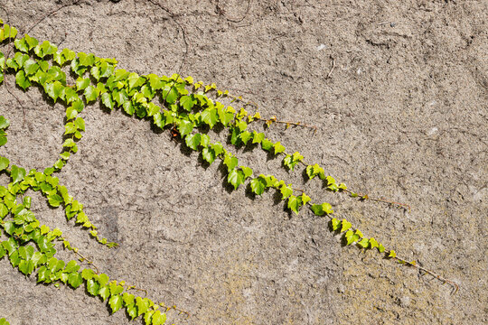 Ivy with green leaves sticked on a wall