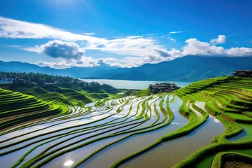 Poster Multi-terraced paddy fields under a clear blue sky © SaroStock