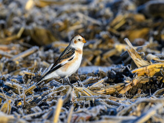 Snow Bunting foraging on frozen corn field in winter