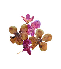 Two colored dried flowers isolated on transparent background