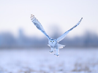 Snowy Owl,owl,snowy, order, sitting, scalloping, male, light, bird watching, hunter, yellow-eyed,...