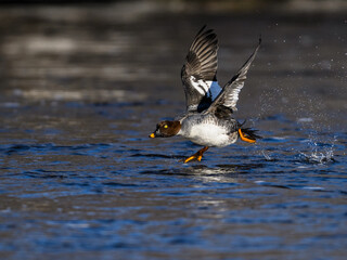 Female Common Goldeneye taking off from the river in Winter