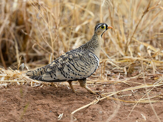 Black-faced Sandgrouse foraging on the ground in dry season