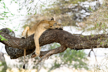 Lioness resting on tree branch in Tarangire National Park, Tanzania