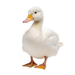 White duck isolated on a transparent background.