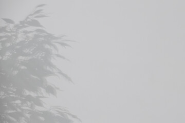 Shadow of plant falling on white wall, space for text