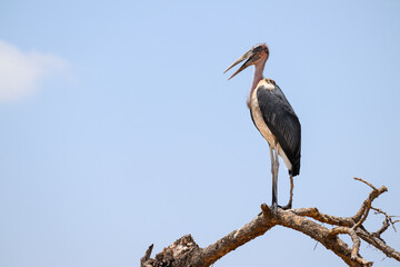 Marabou Stork standing on dry tree branch against blue sky