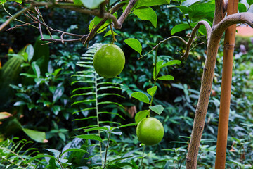 Fresh Green Limes on Tree in Botanical Garden