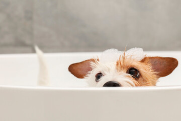 Cute dog with shampoo foam on head hiding in bath tub indoors