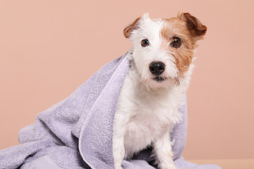 Portrait of cute dog with towel on beige background