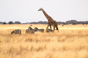 Masai Giraffe on dry grass in Tarangire National Park, Tanzania - obrazy, fototapety, plakaty