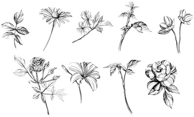 Set of hand drawn flowers. Black and white floral collection illustration.