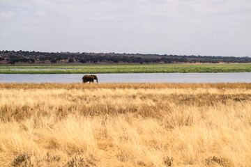 African Elephant walking on dry grass along lake bank in Tarangire National Park, Tanzania  