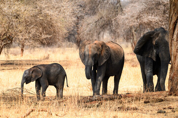 Gamily of African Elephants   in Tarangire National Park in dry season, Tanzania