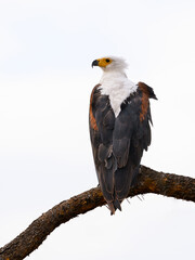 African Fish Eagle on tree branch against wjite background, isolated