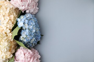Beautiful hydrangea flowers on gray background, top view. Space for text