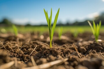 A close up of a single barley sprout in fertile soil, capturing the essence of new growth under the warm sunlight - obrazy, fototapety, plakaty