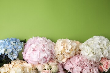 Beautiful hydrangea flowers on green background, top view. Space for text
