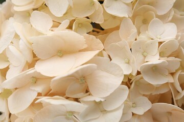 Beautiful hydrangea flowers as background, top view