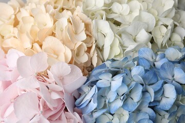 Fototapety  Beautiful colorful hydrangea flowers as background, top view