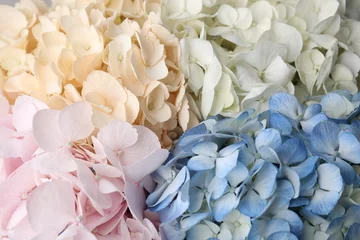 Fototapeten Beautiful colorful hydrangea flowers as background, top view © New Africa