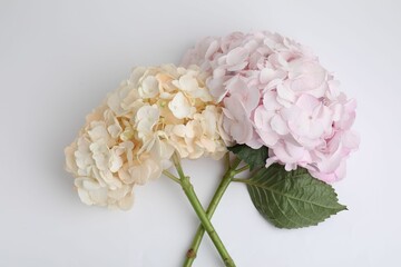 Beautiful pastel hydrangea flowers on white background, top view