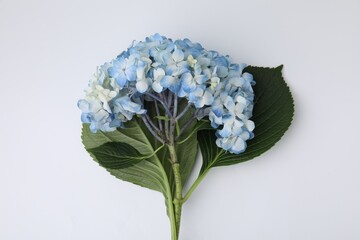 Beautiful light blue hydrangea flower on white background, top view