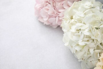 Beautiful pastel hydrangea flowers on light textured background, closeup. Space for text